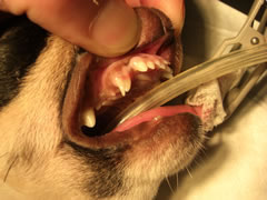 3歳以上の犬や猫の約80％は、歯周病と言われています。